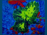 Fleur ceremonielle a Vauguenige 2007 Oil 100 X 81